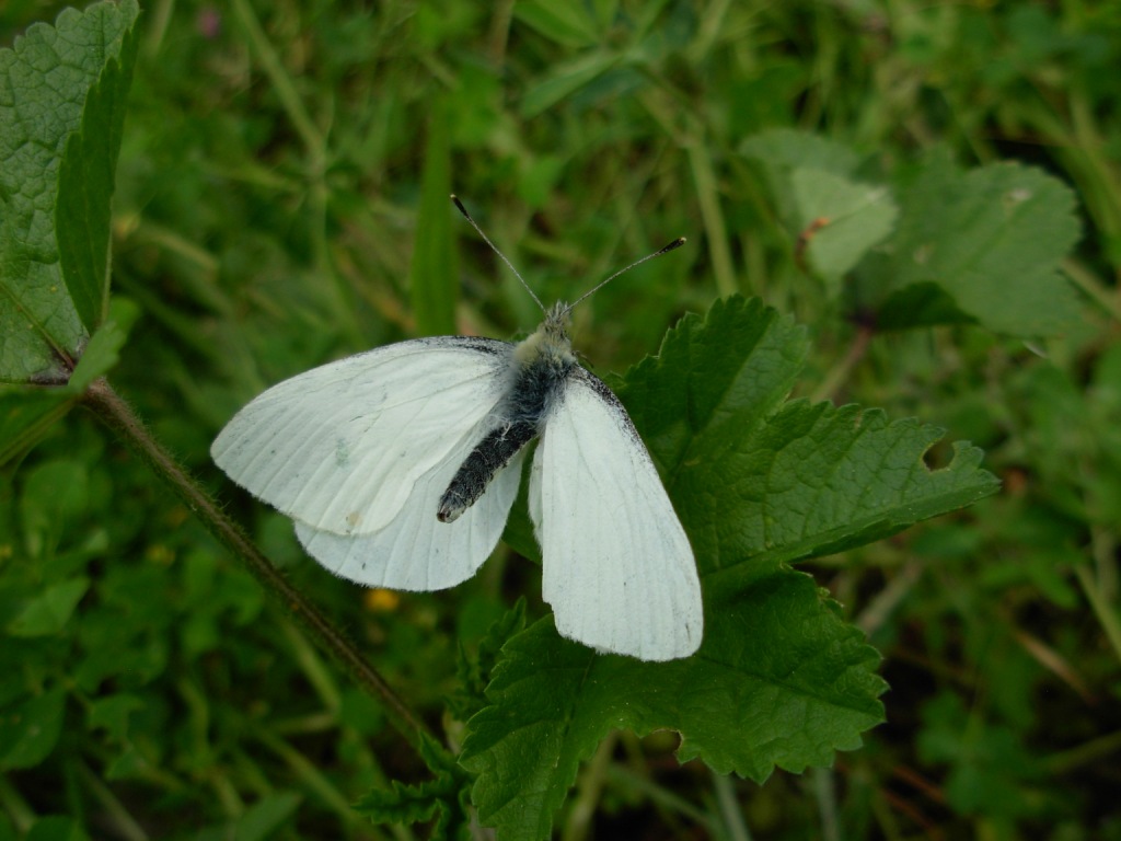 Pieris napi albina?